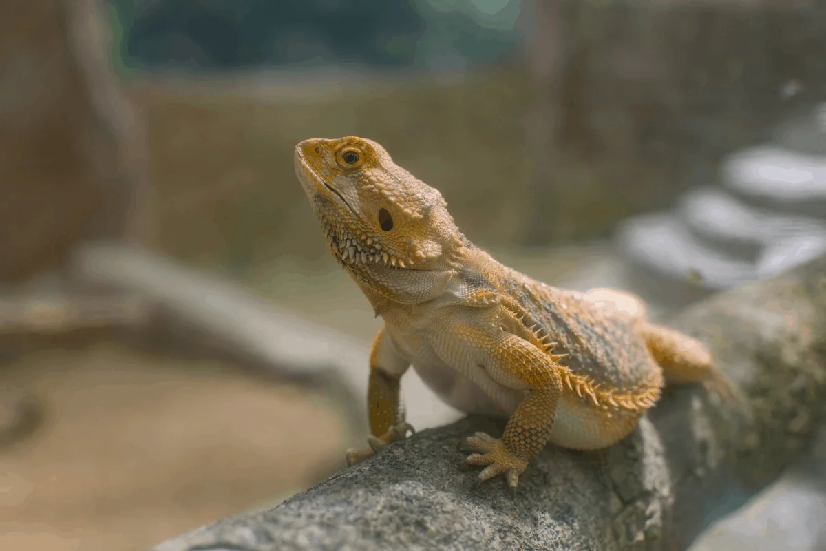 bearded dragon mvb