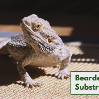 img/331_bearded-dragon-substrate-overview.webp
