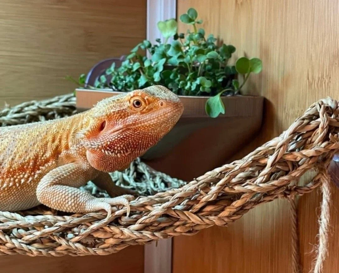 bearded dragon behavior