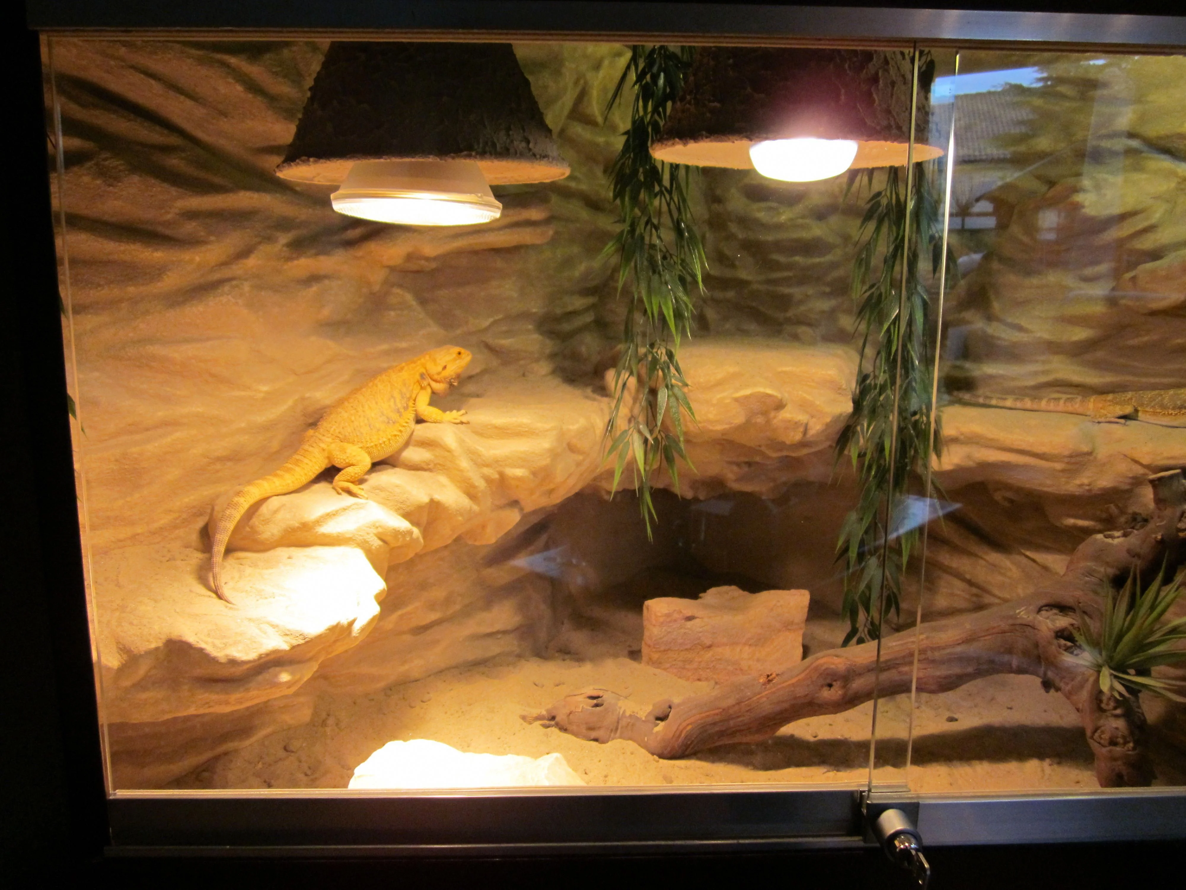 bearded dragon climbing structures