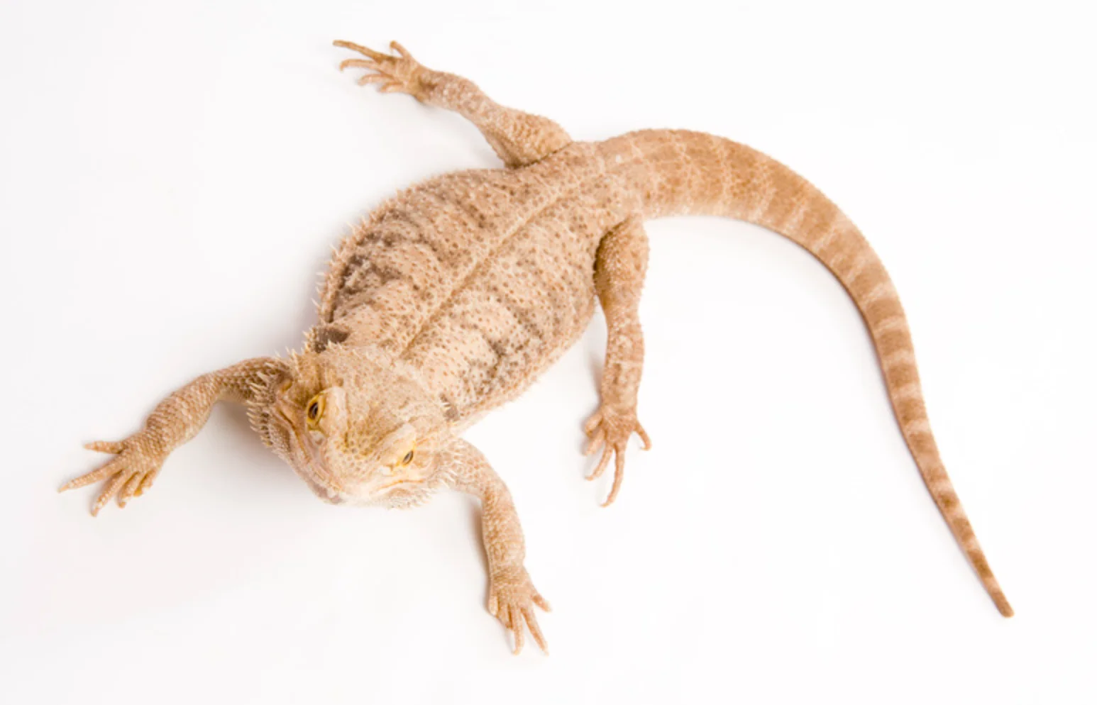 img/335_healthy-bearded-dragon.webp