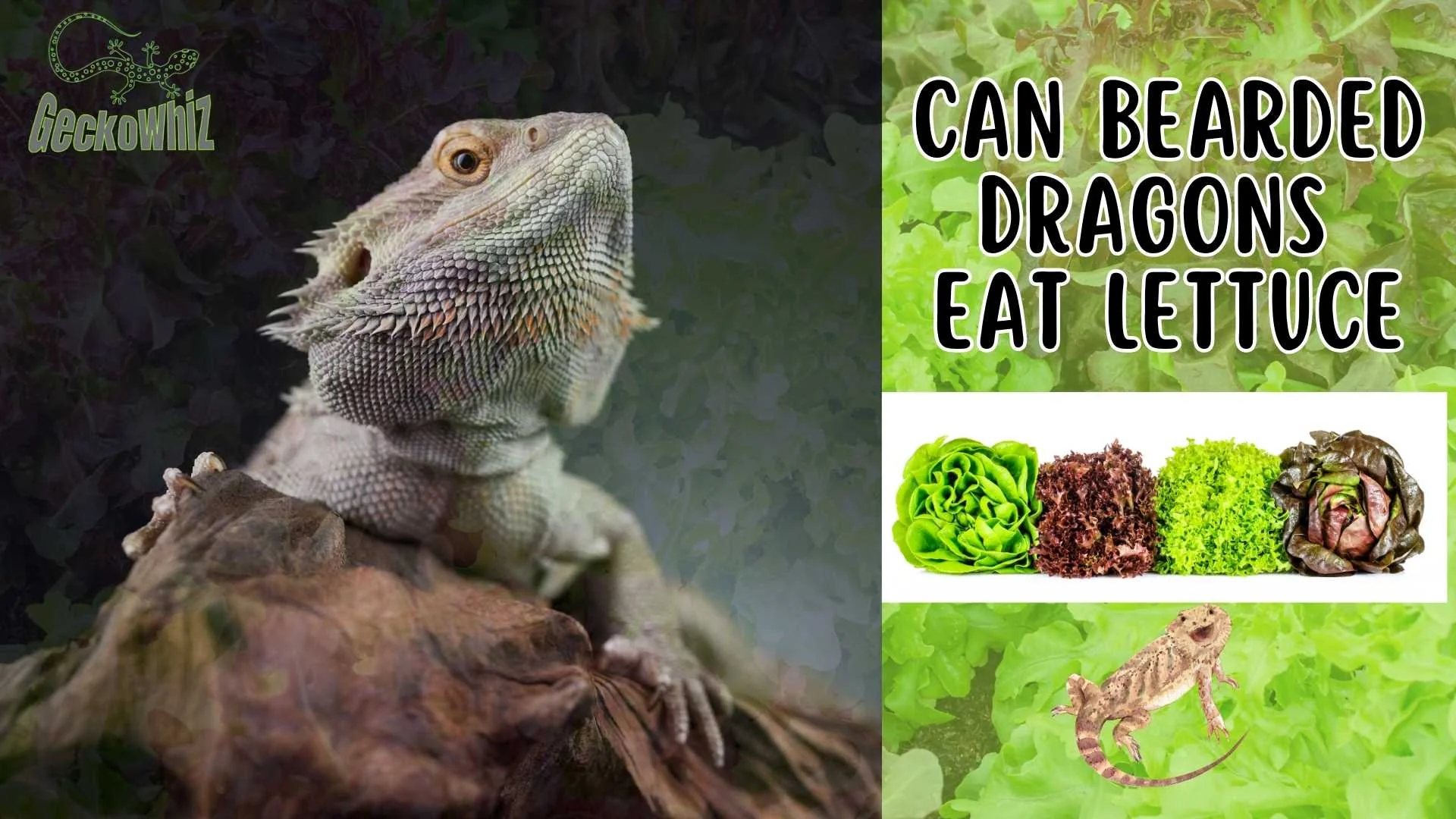 bearded dragon healthy weight