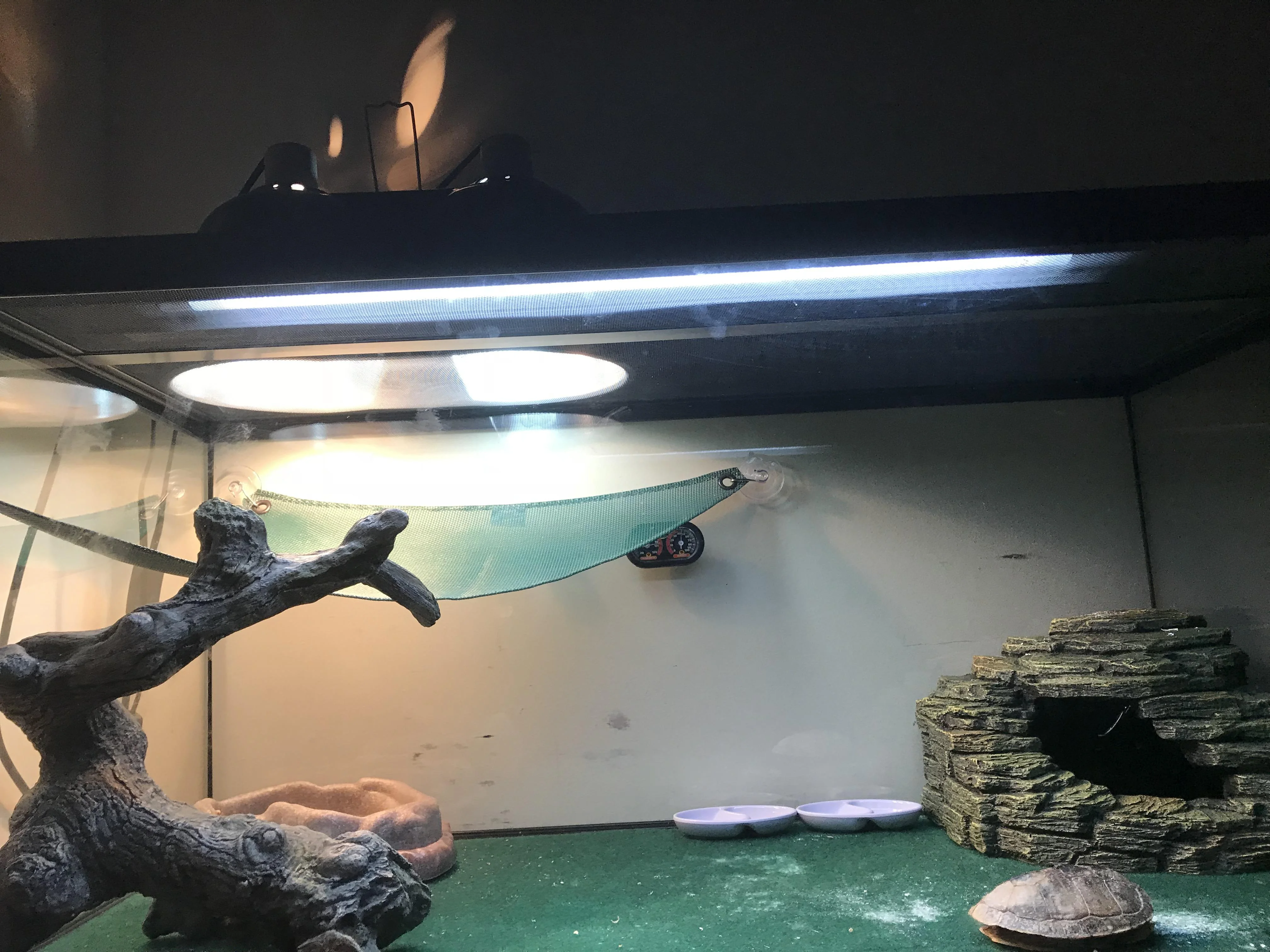 bearded dragon uvb tester