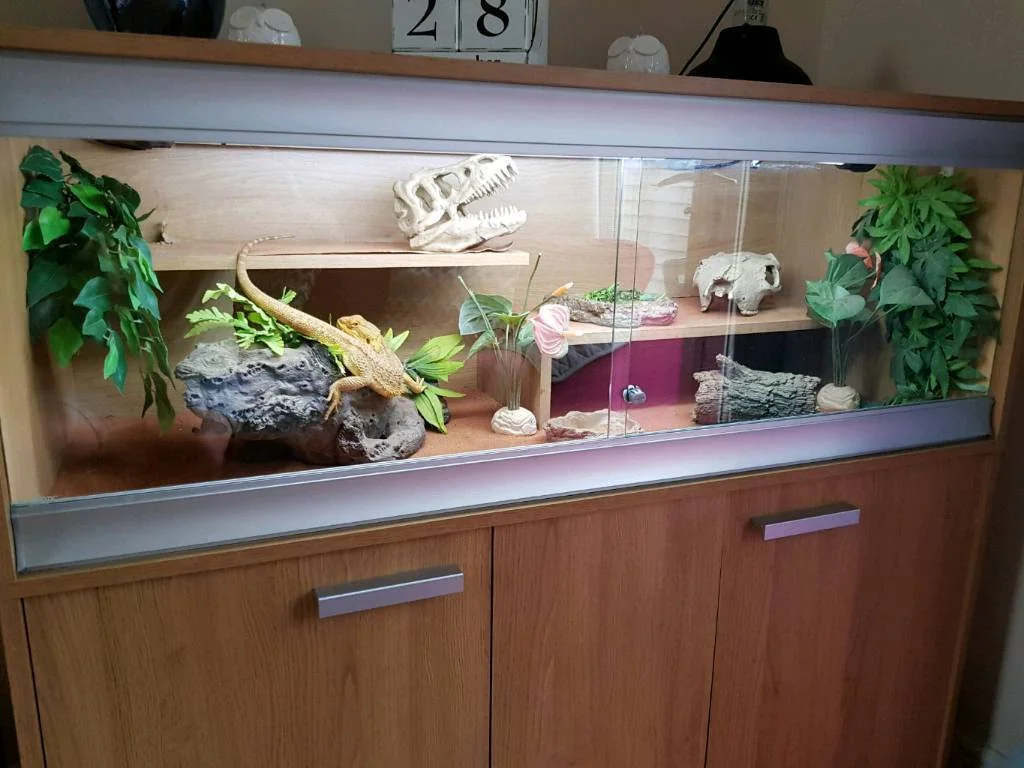 bearded dragon humidity