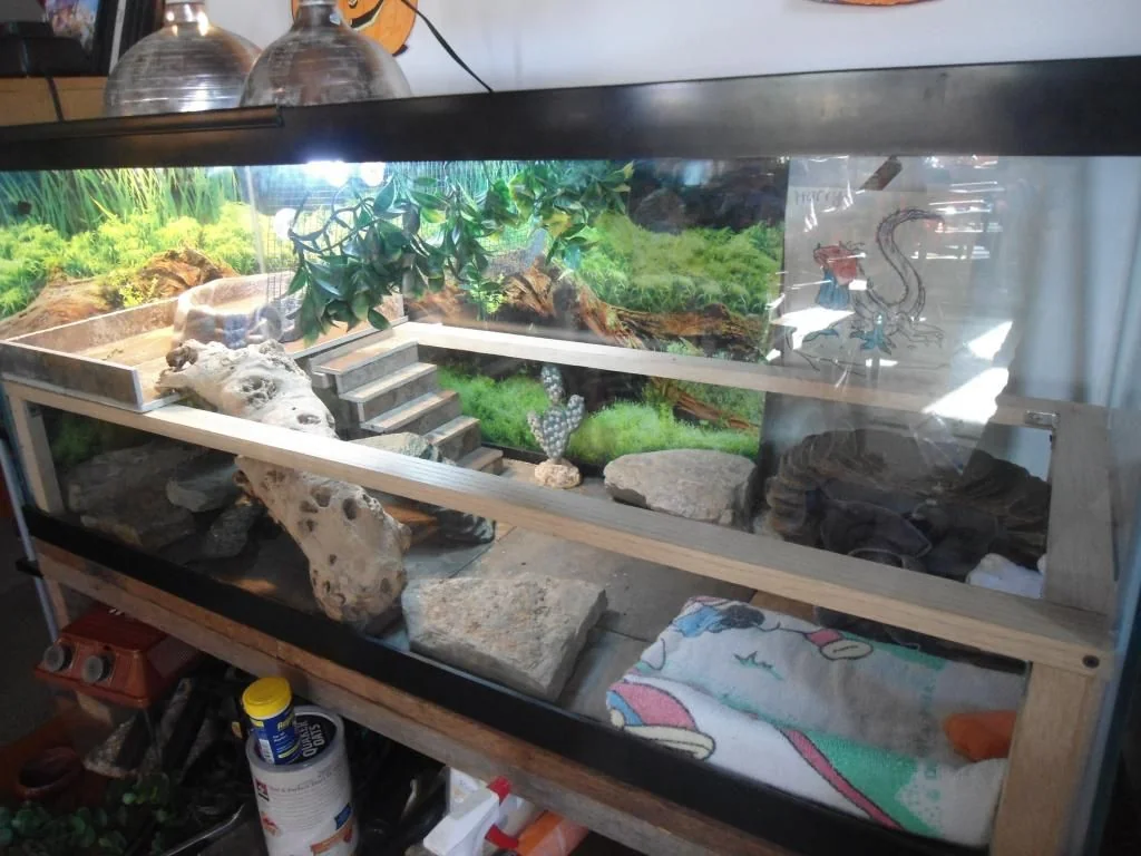 bearded dragon substrate