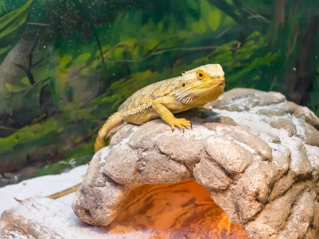 bearded dragon cleaning supplies