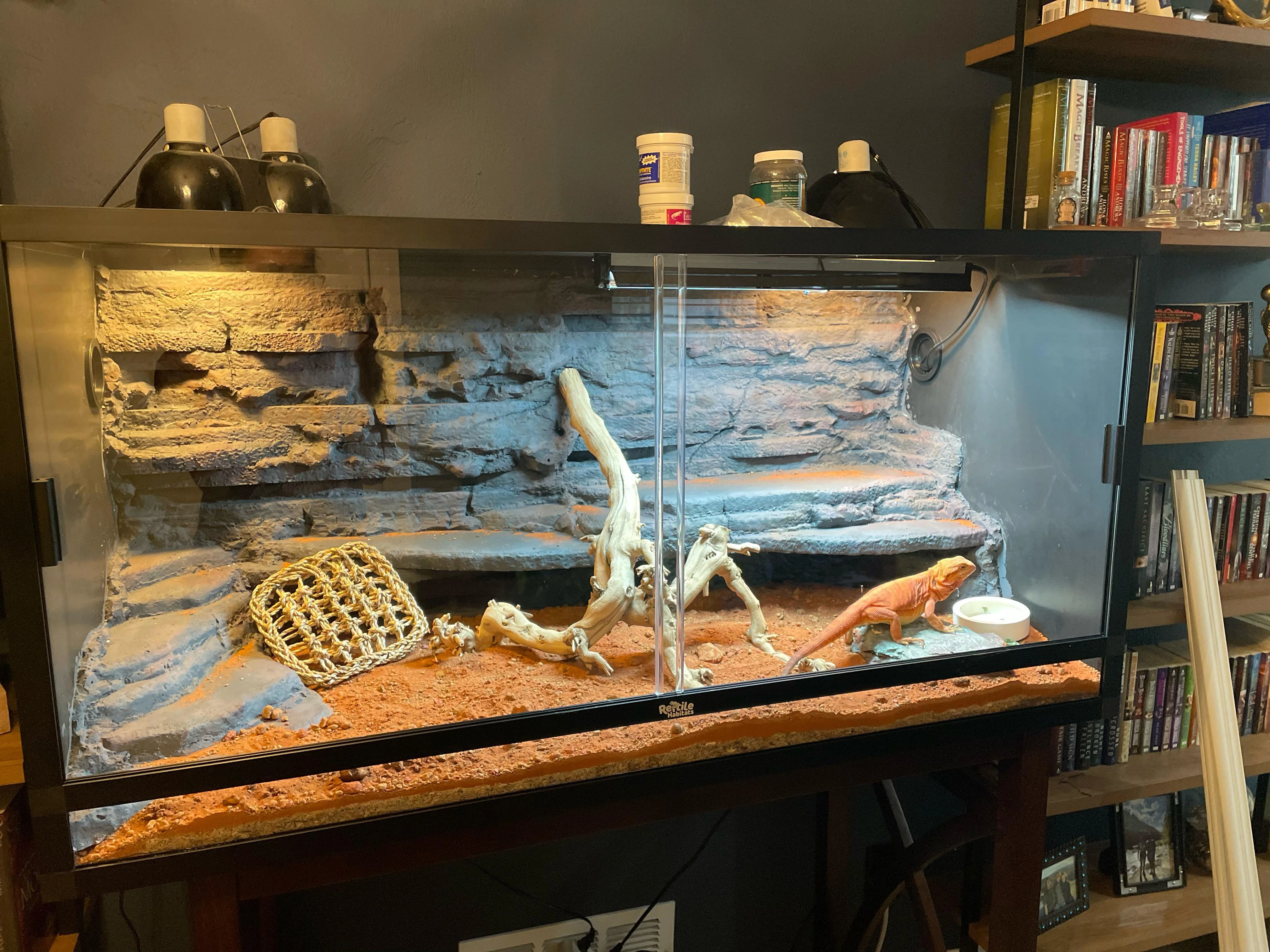 bearded dragon novel toys