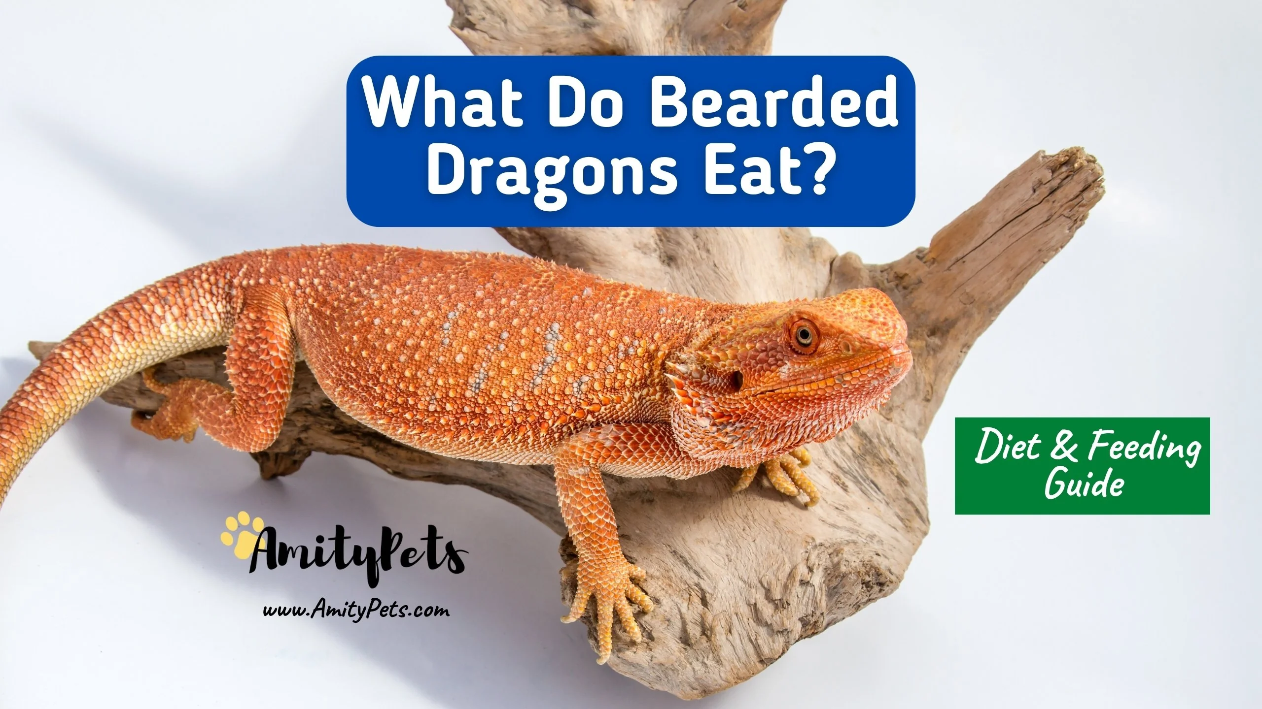 bearded dragon calcium