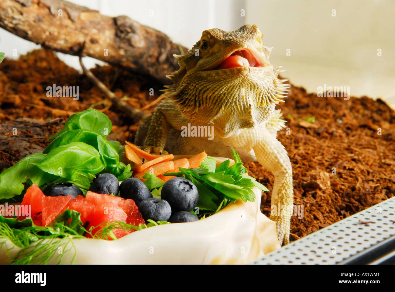 bearded dragon hydration