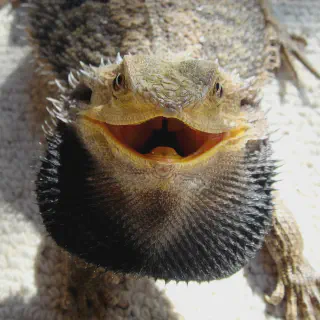 img/347_bearded-dragon-eating.webp