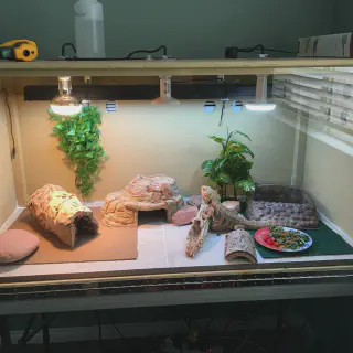 img/348_bearded-dragon-habitat-overview.webp