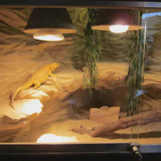 img/34_bearded-dragon-vivarium-size.webp