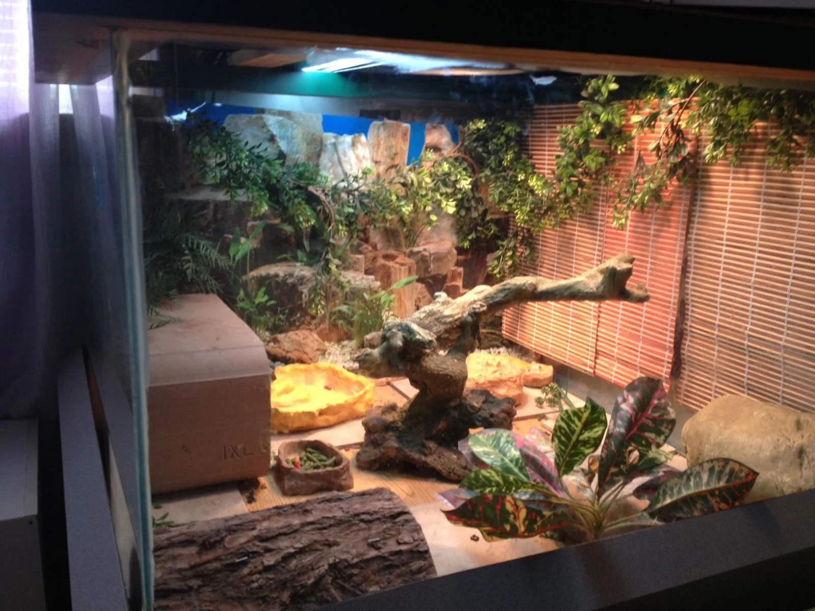 live plants vivarium