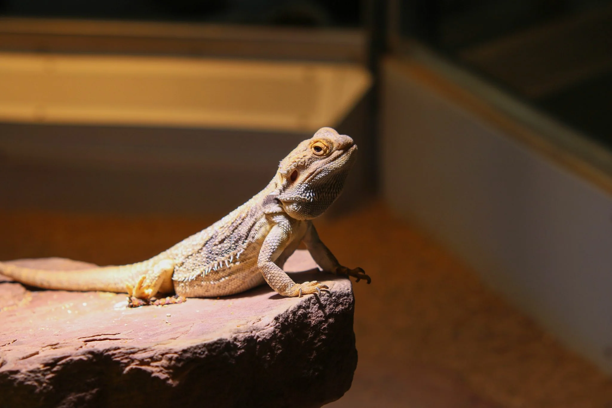 heat lamp bearded dragon