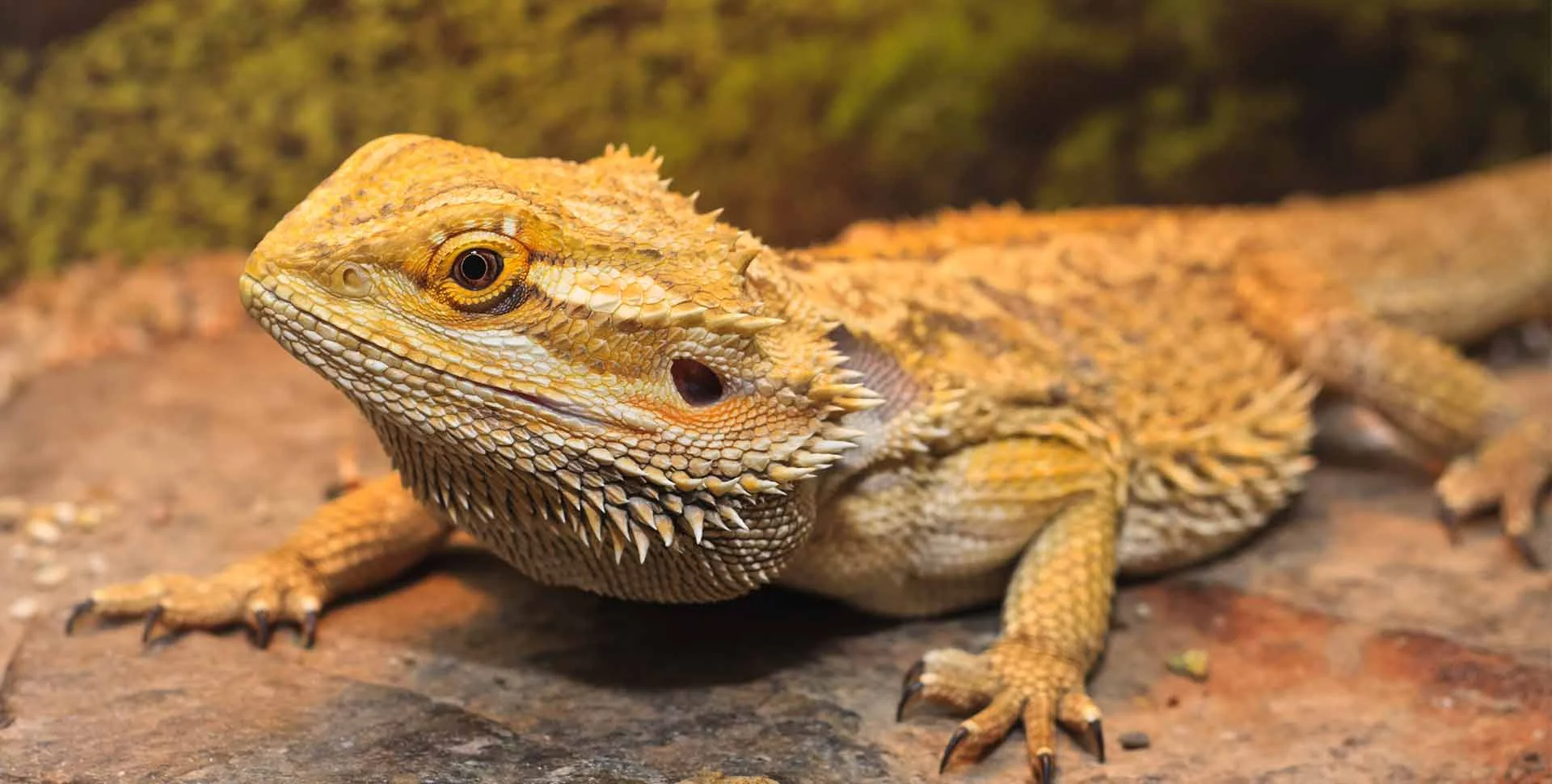 healthy bearded dragon