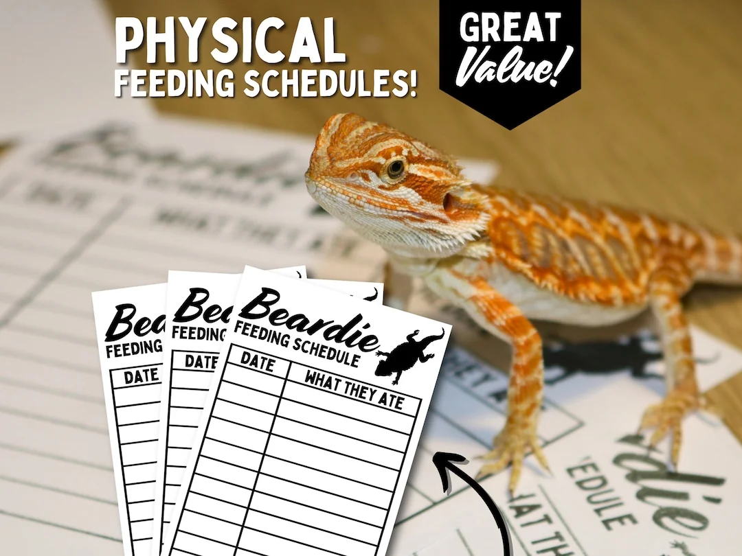 bearded dragon adult