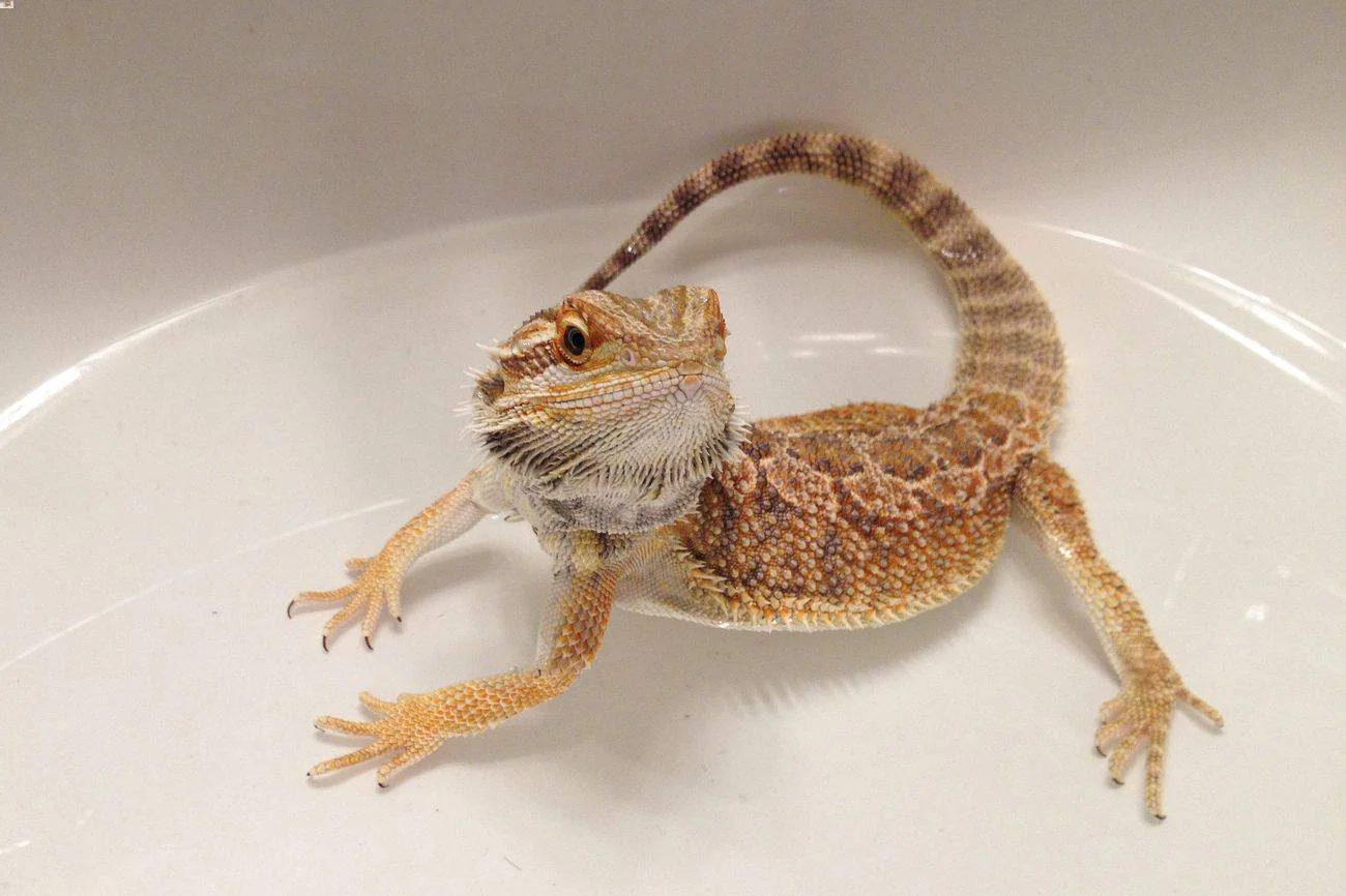img/36_bearded-dragon-cleaning-enclosure.webp
