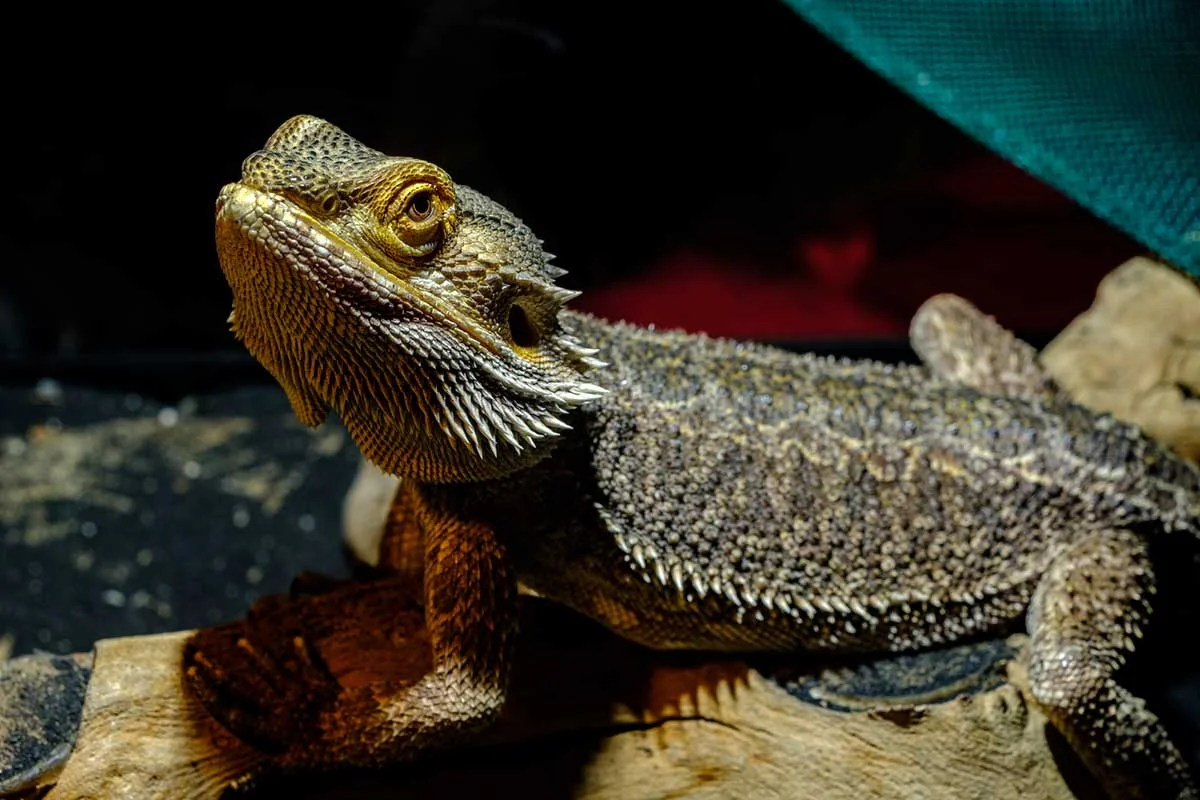 bearded dragon cleaning supplies