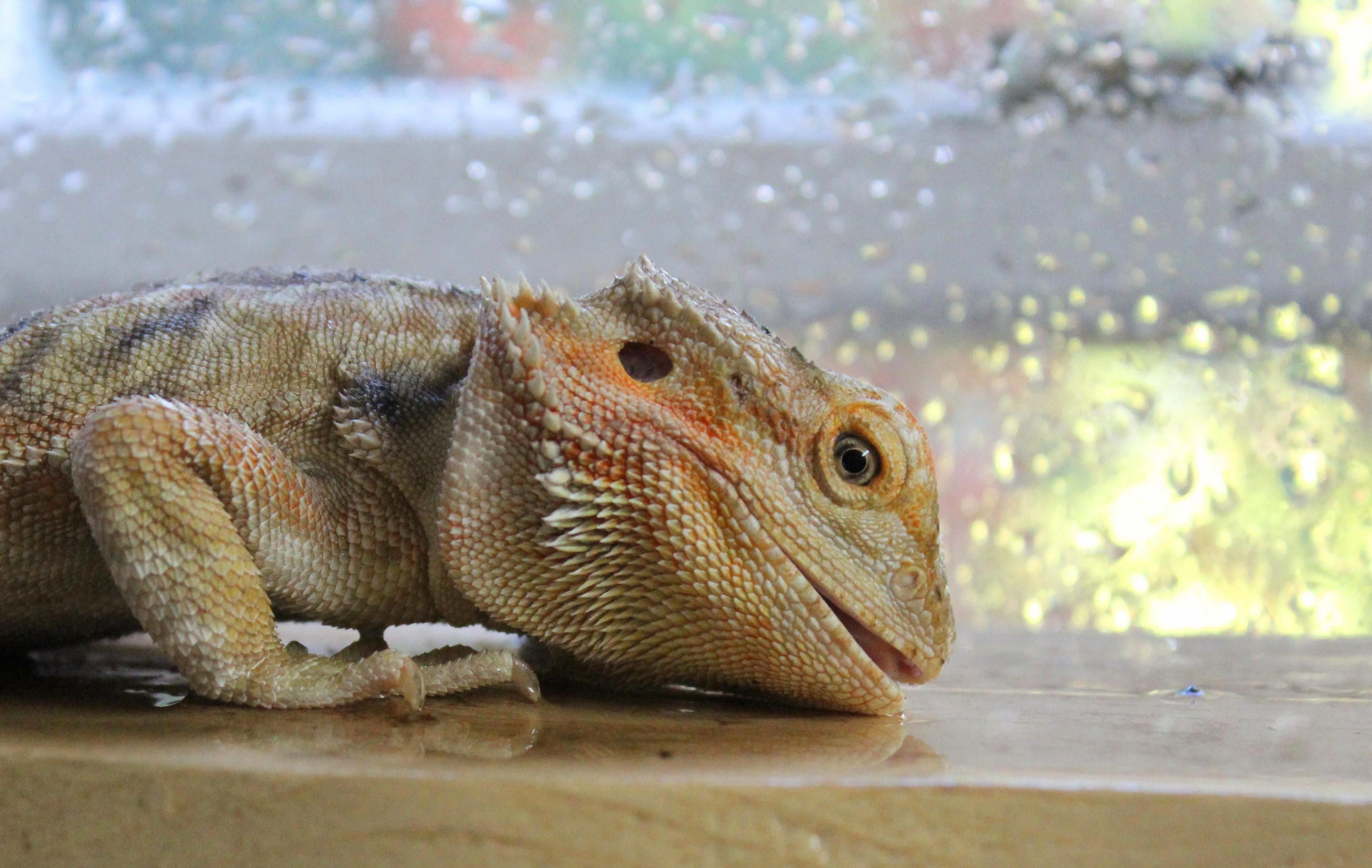 img/39_bearded-dragon-water-dish.webp