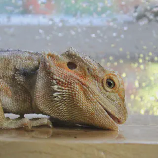 img/39_bearded-dragon-water-dish.webp