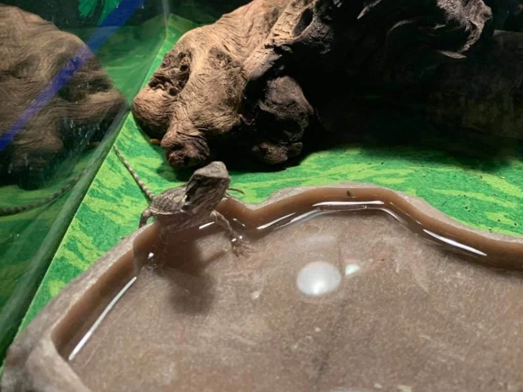 dirty bearded dragon water dish