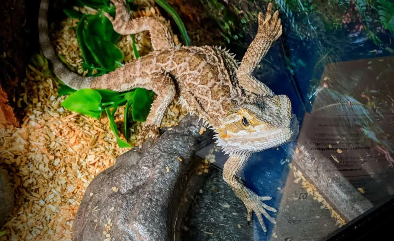 healthy bearded dragon