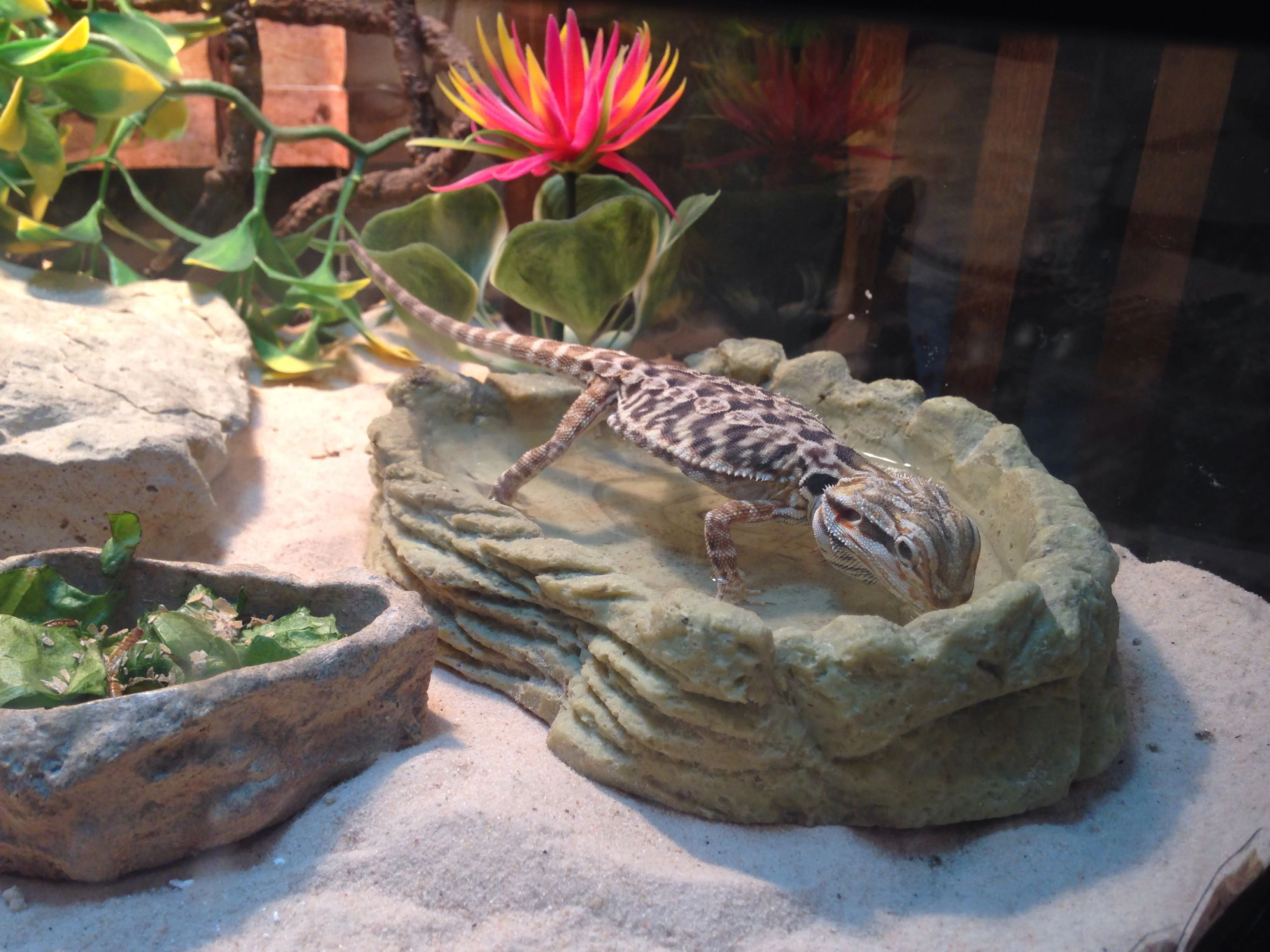rinsing bearded dragon water dish