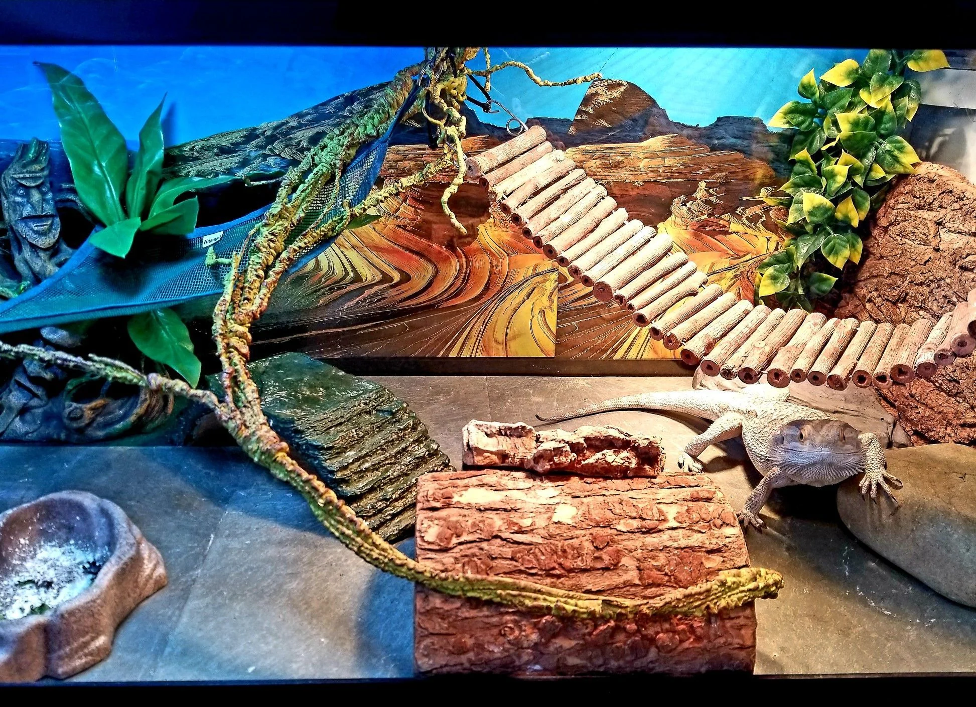 bearded dragon cleaning substrate