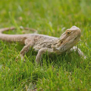 img/42_bearded-dragon-substrate-overview.webp