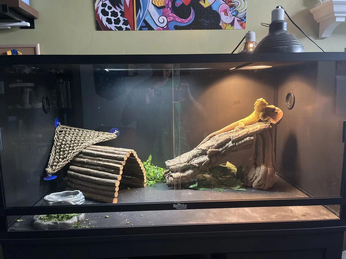 uvb bulb types for bearded dragons