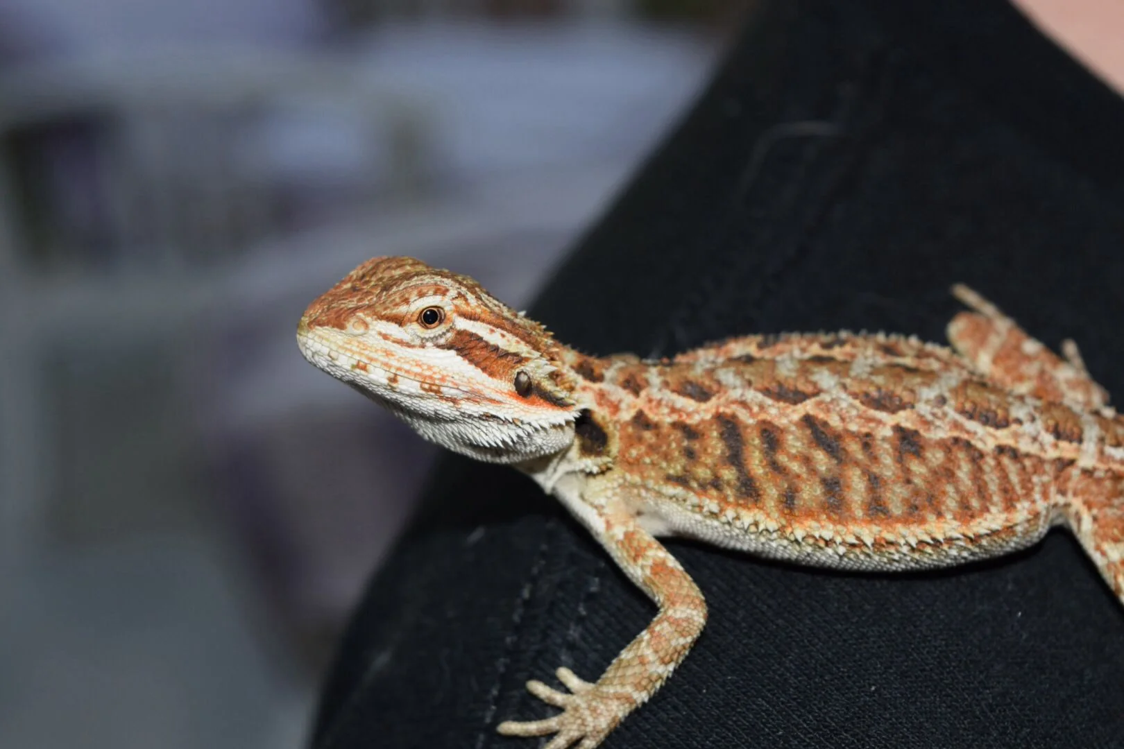 bearded dragon temperature