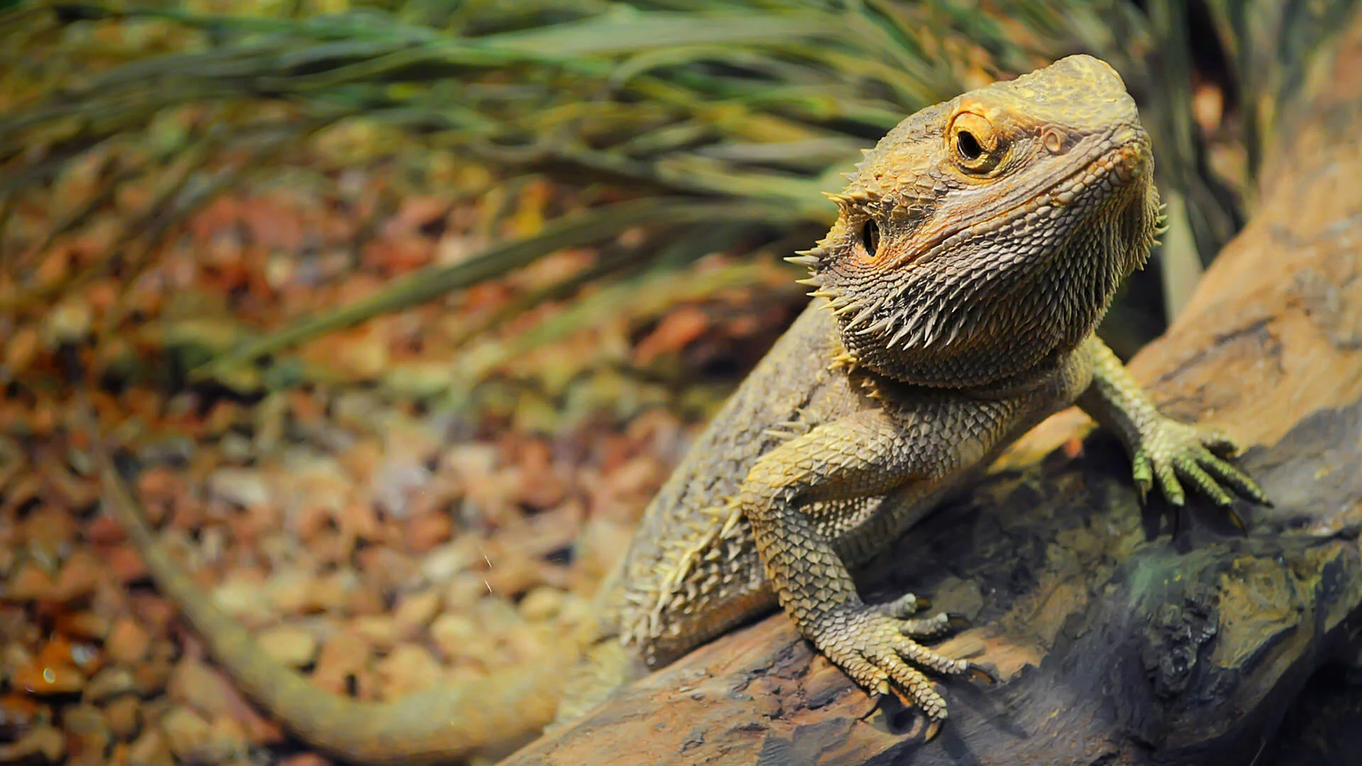 bearded dragon cooling accessories