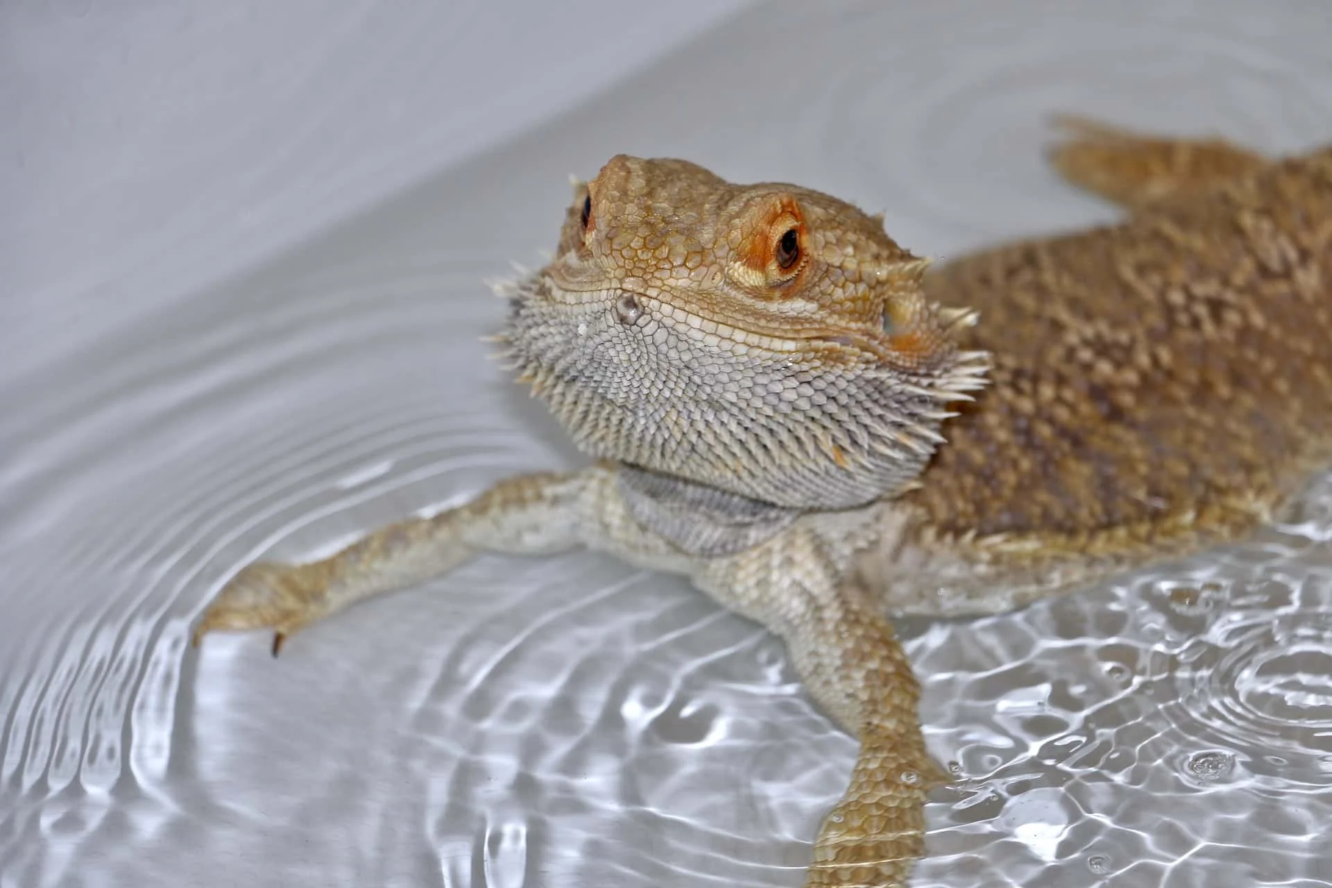 bearded dragon activity