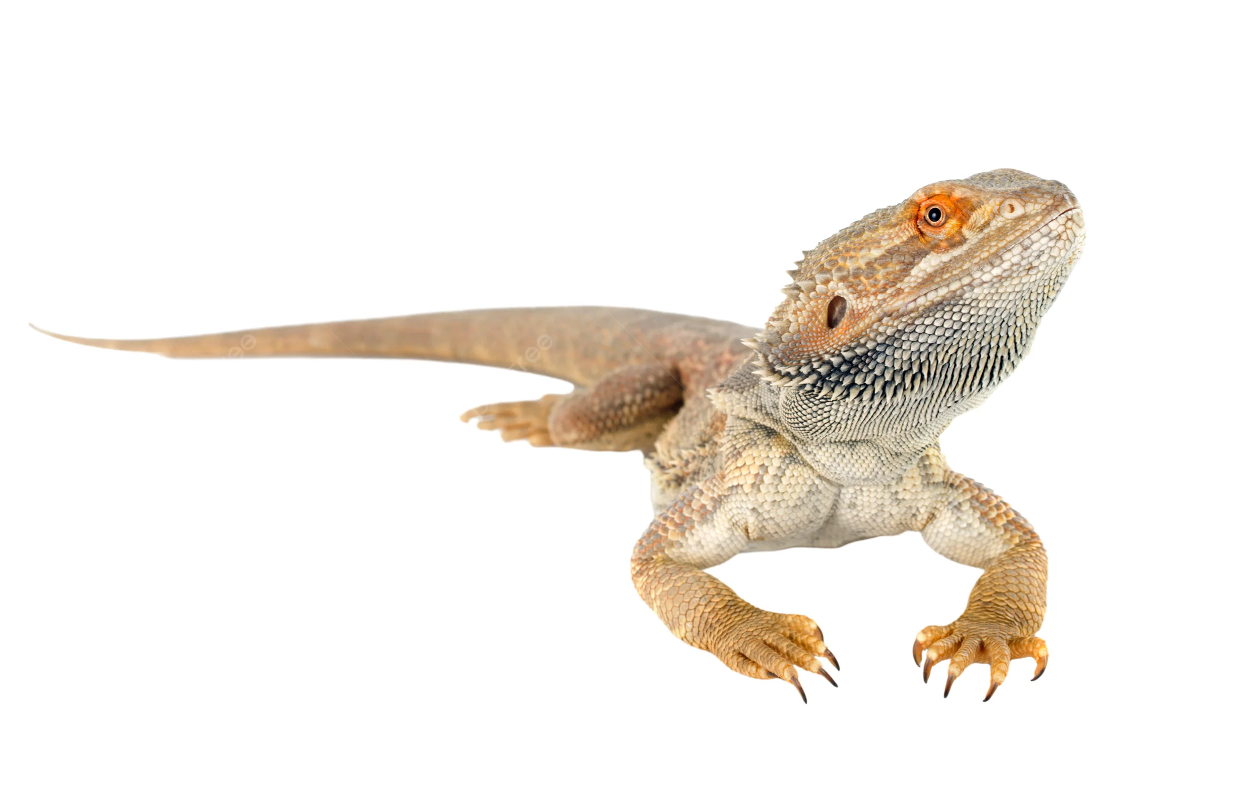 bearded dragon basking