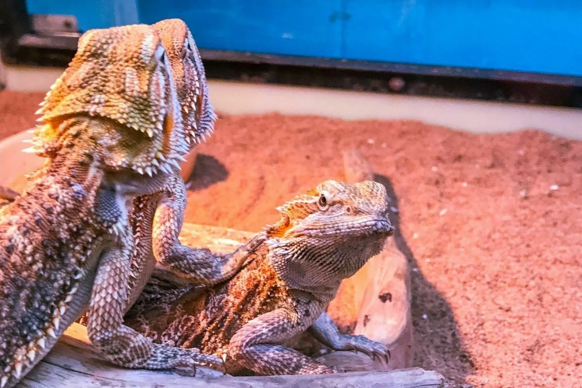 bearded dragon playing