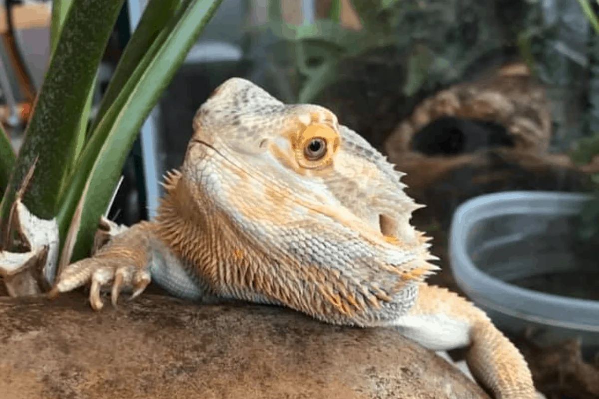 bearded dragon vitamin c