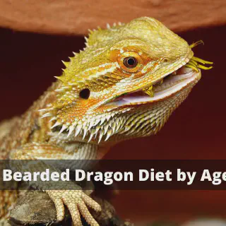 img/51_aging-bearded-dragon-main.webp