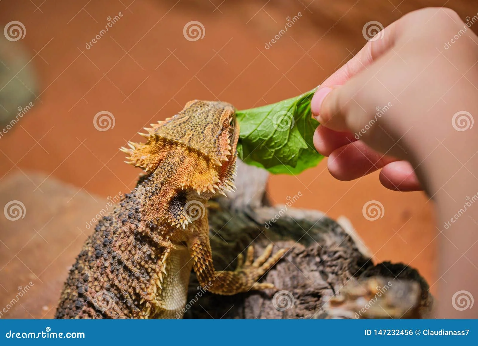 bearded dragon lighting