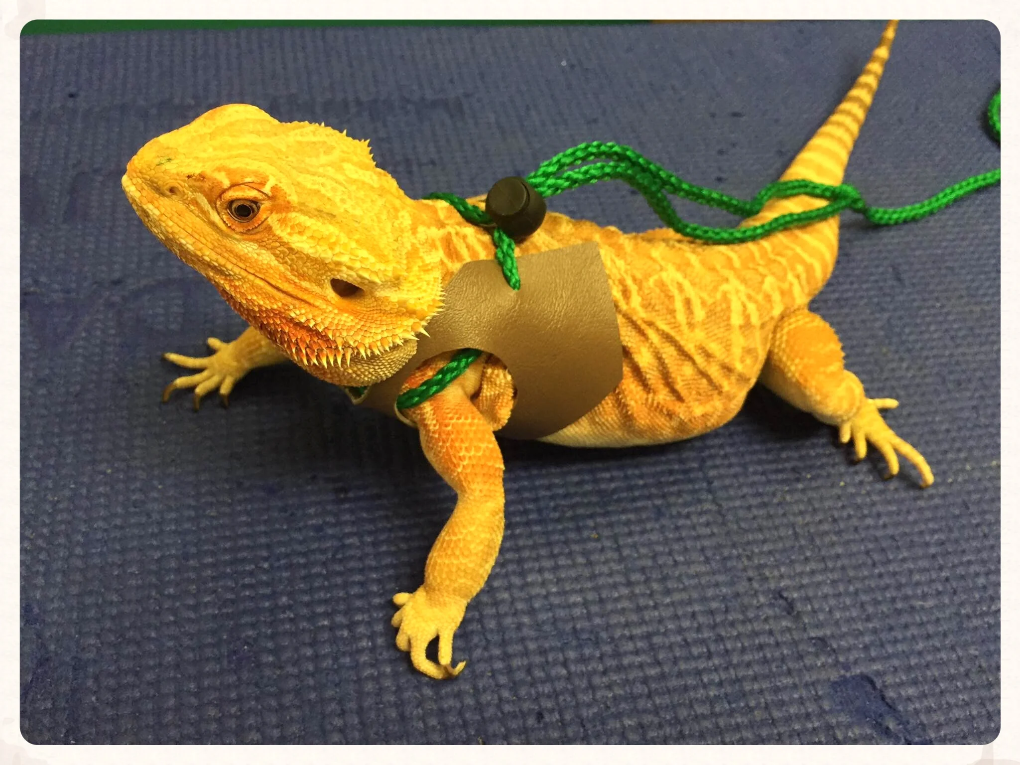 healthy bearded dragon