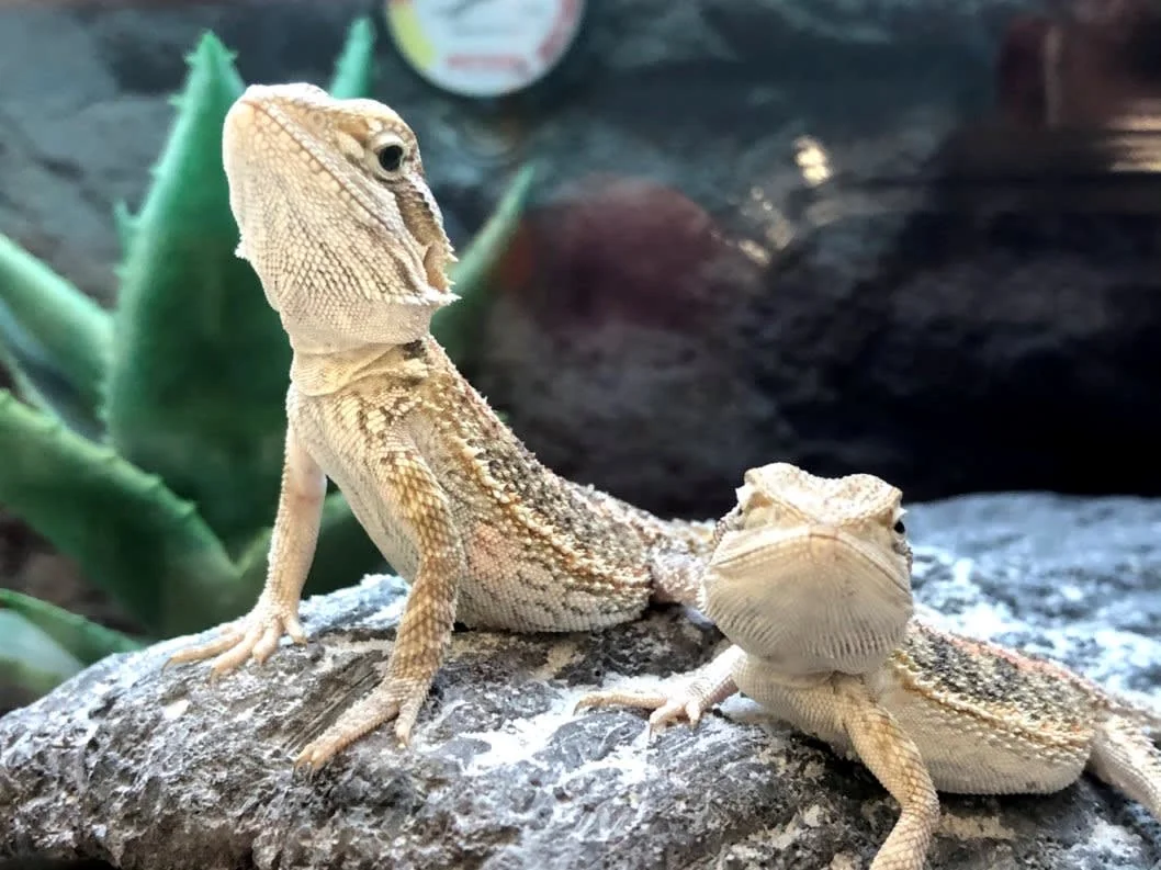 bearded dragon lighting cost benefits