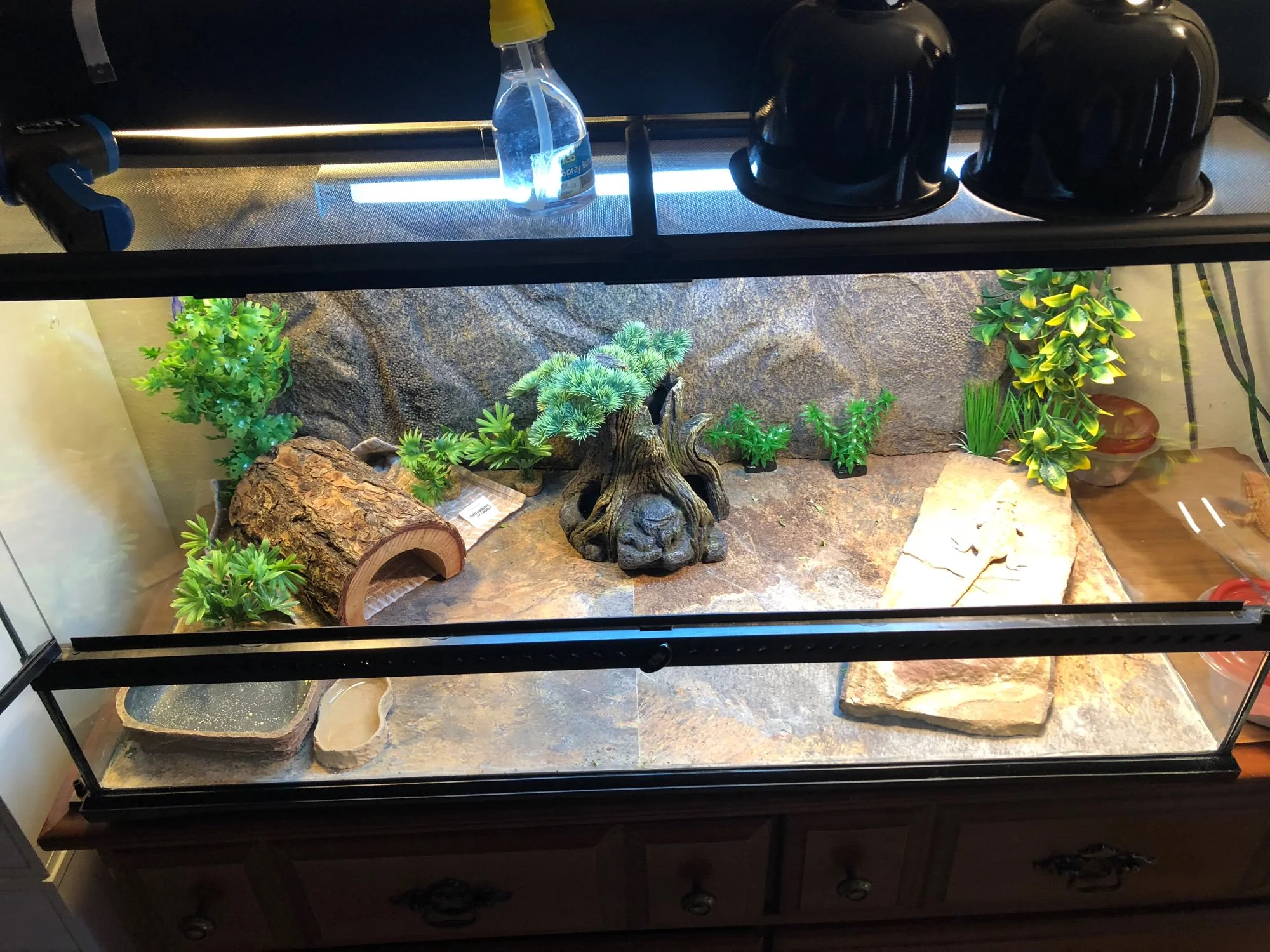 bearded dragon uvb options