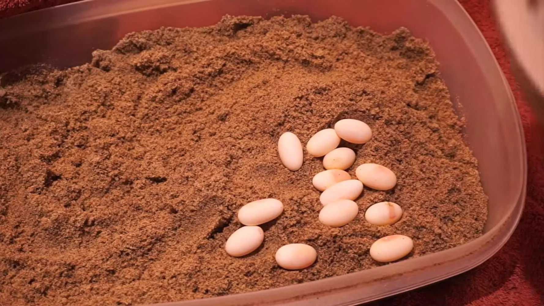 bearded dragon egg turning