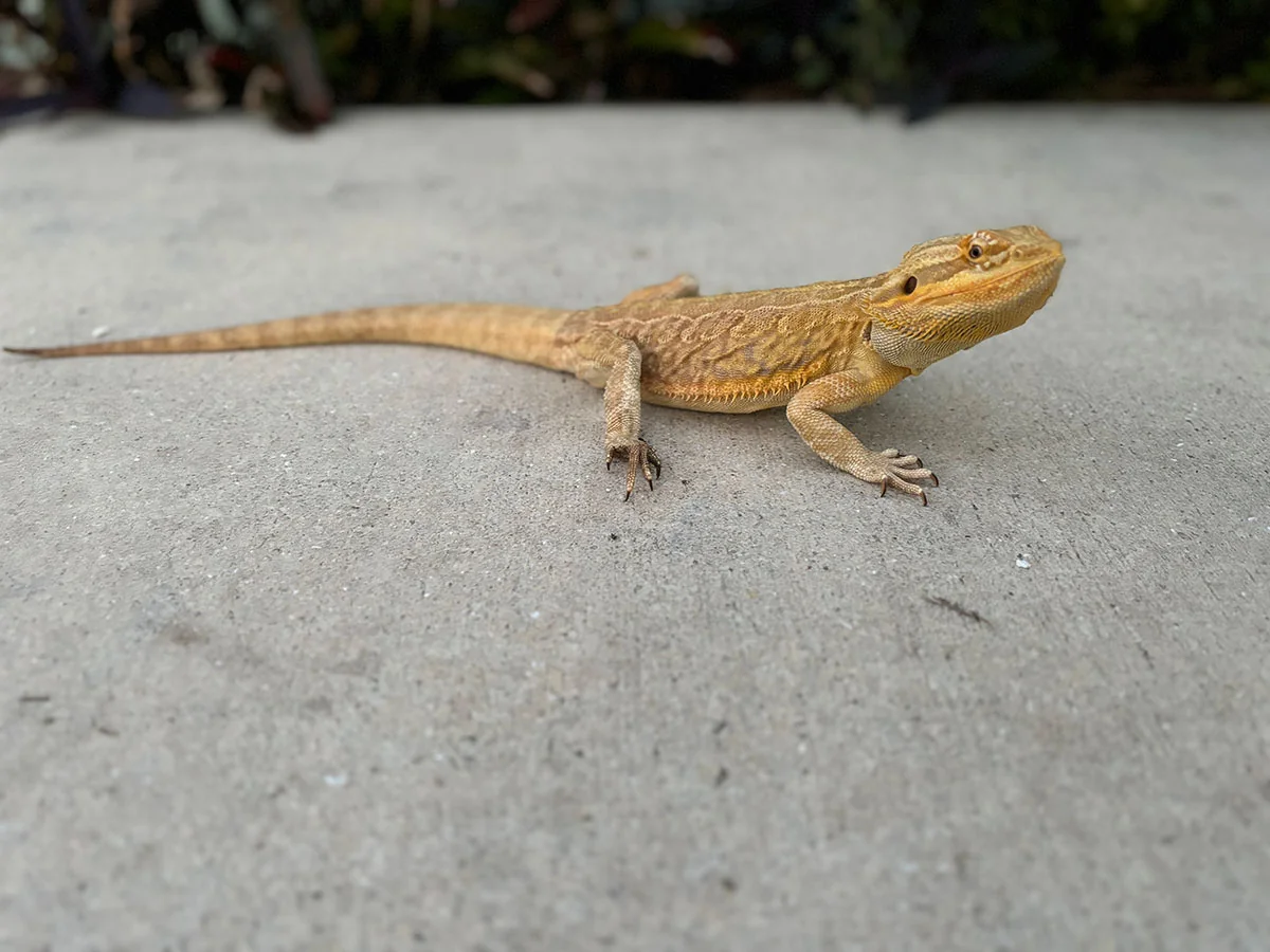 bearded dragon hatchling feeding