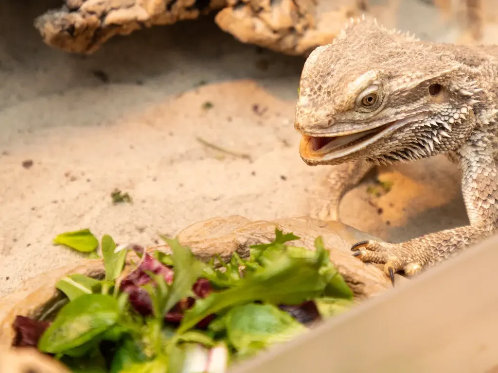 img/61_bearded-dragon-eating.webp