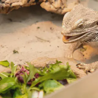 img/61_bearded-dragon-eating.webp