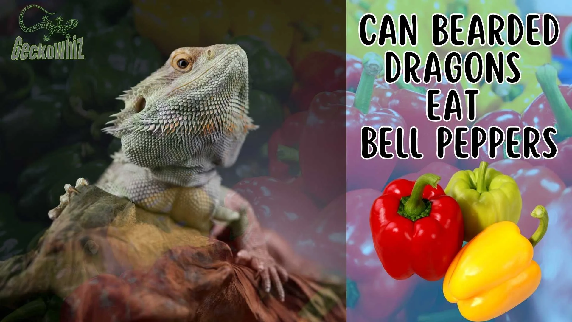 bearded dragon supplements