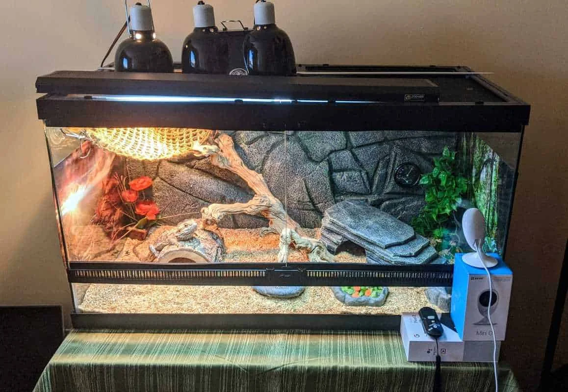bearded dragon heat setup