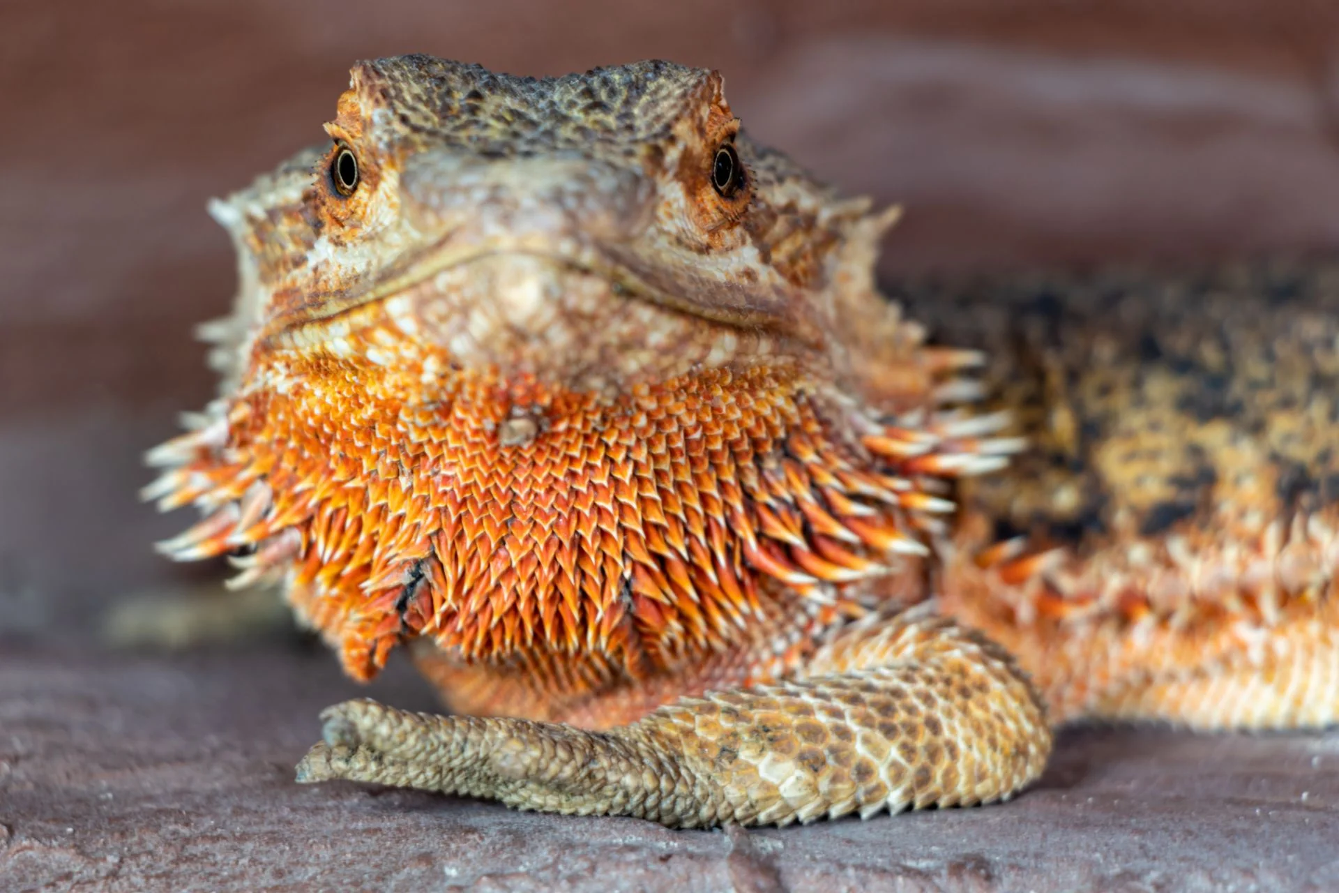 bearded dragon insects