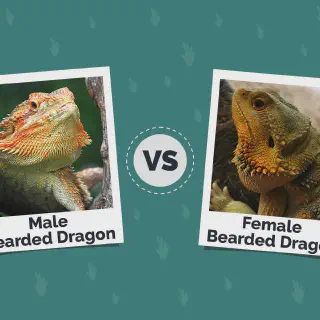 img/70_bearded-dragon-breeding-pair.webp