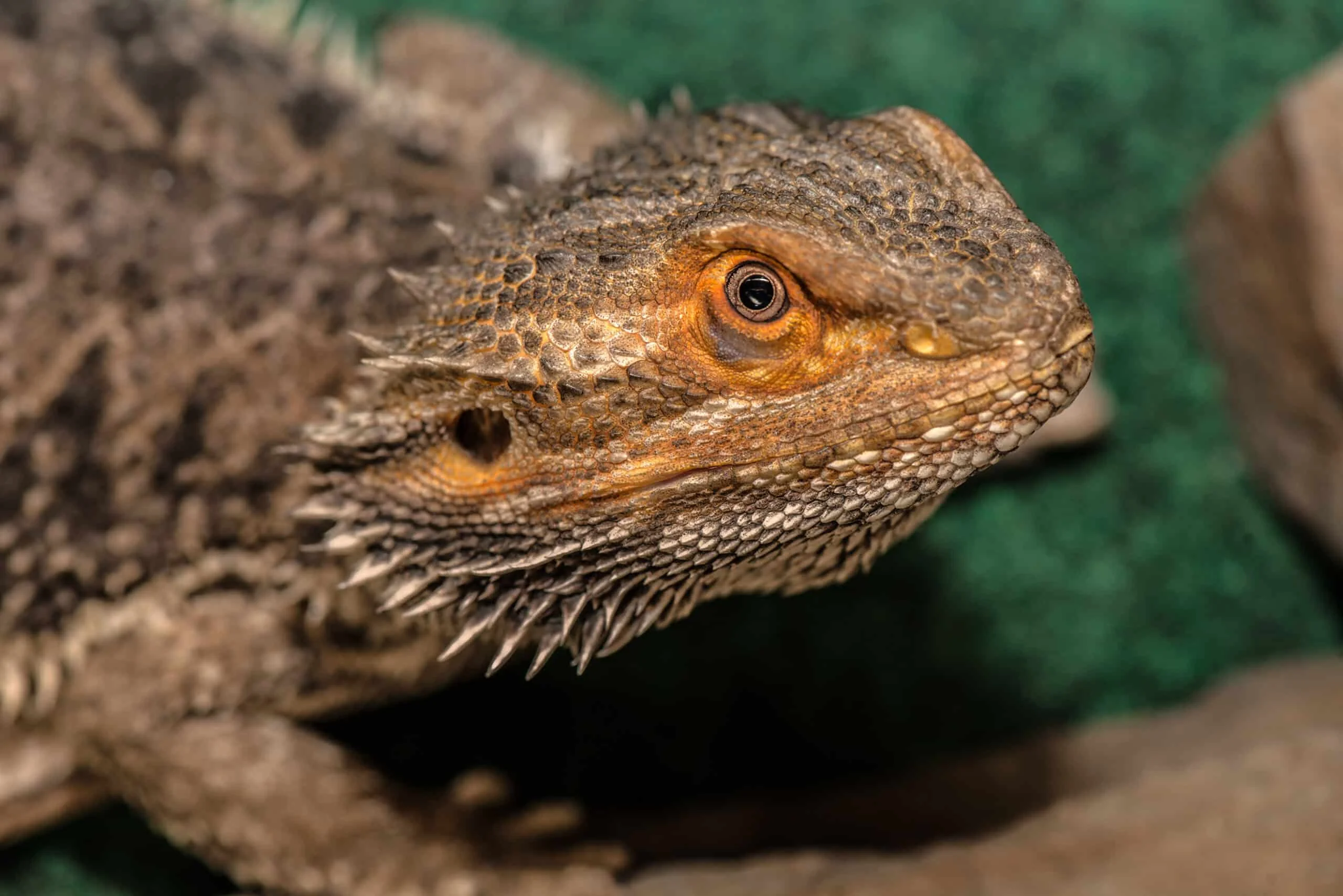 incompatible bearded dragons